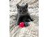 PoulaTo: Εκπληκτική Scottish Fold Tica Kitten Ready